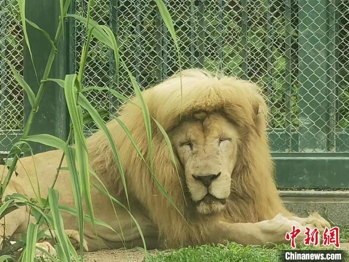 “齐刘海”狮子走红网络广州动物园回应：天生就这样