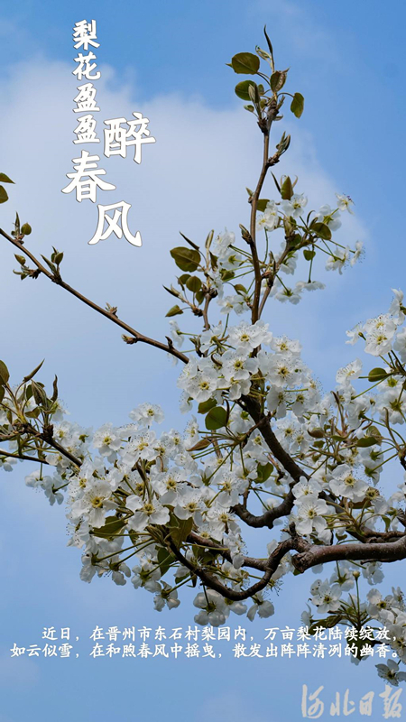 梨花盈盈1_副本.jpg