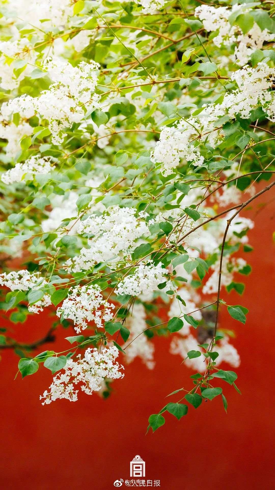 0033ImPzly1hcyyf27zctj60u01hctj302.jpg?x-oss-process=style/w10