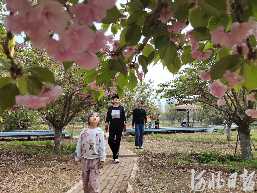 2025年4月20日，游客在河北省正定县新安镇吴兴村樱花园游玩观花拍照。.jpg
