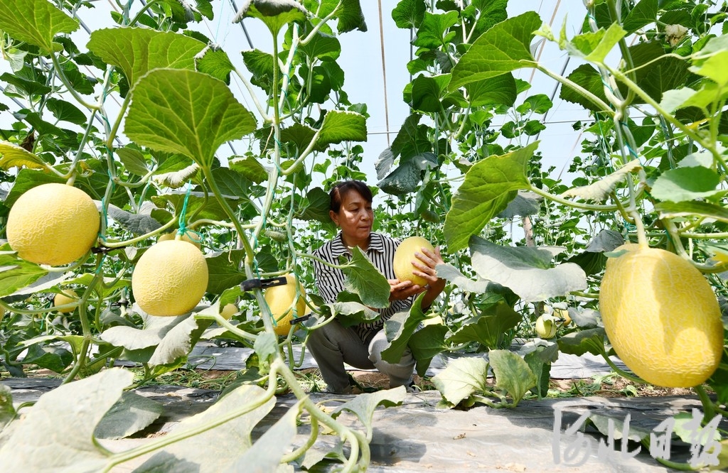 2025年5月16日，菜农在河北省石家庄市栾城区西营乡小代梅村大棚里管理哈密瓜。 (2).jpg