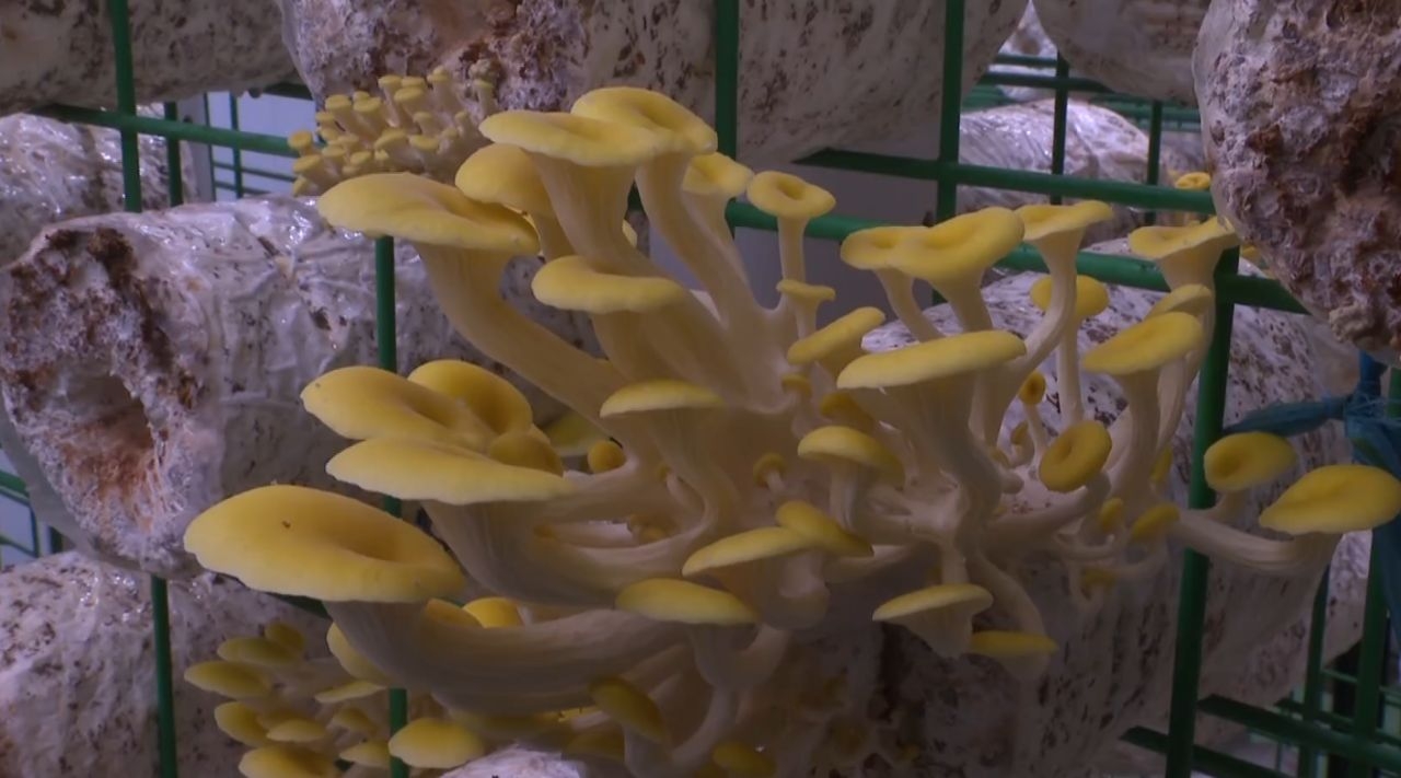 1765847916293013178.png image.png