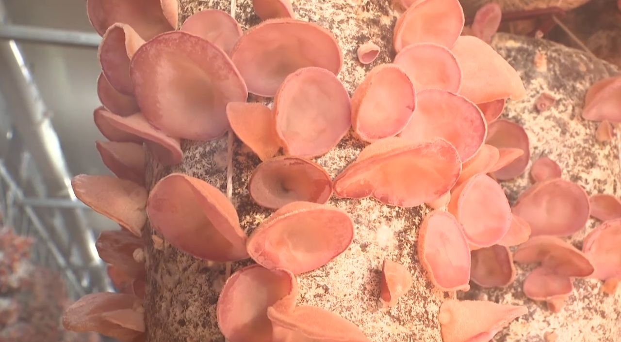 1765847850465059362.png image.png