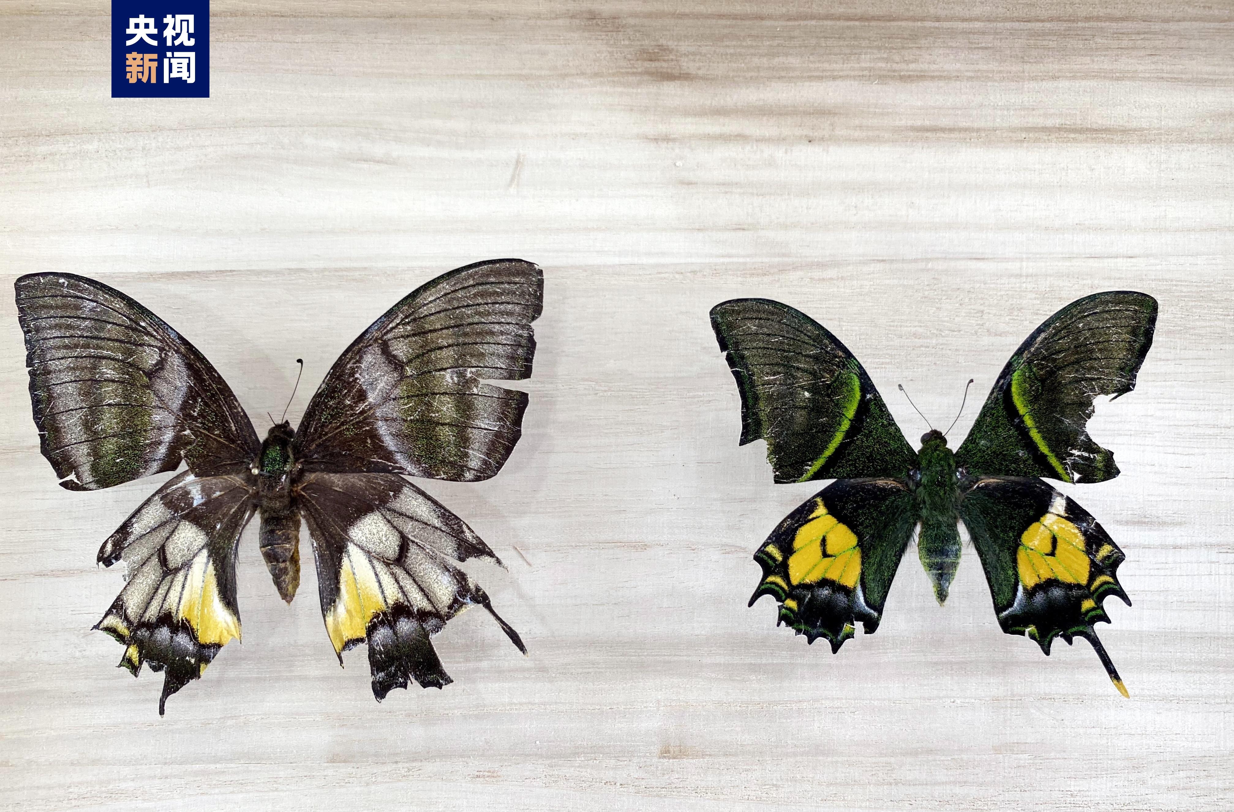 蝶中皇后金斑喙凤蝶现身福建戴云山国家级自然保护区