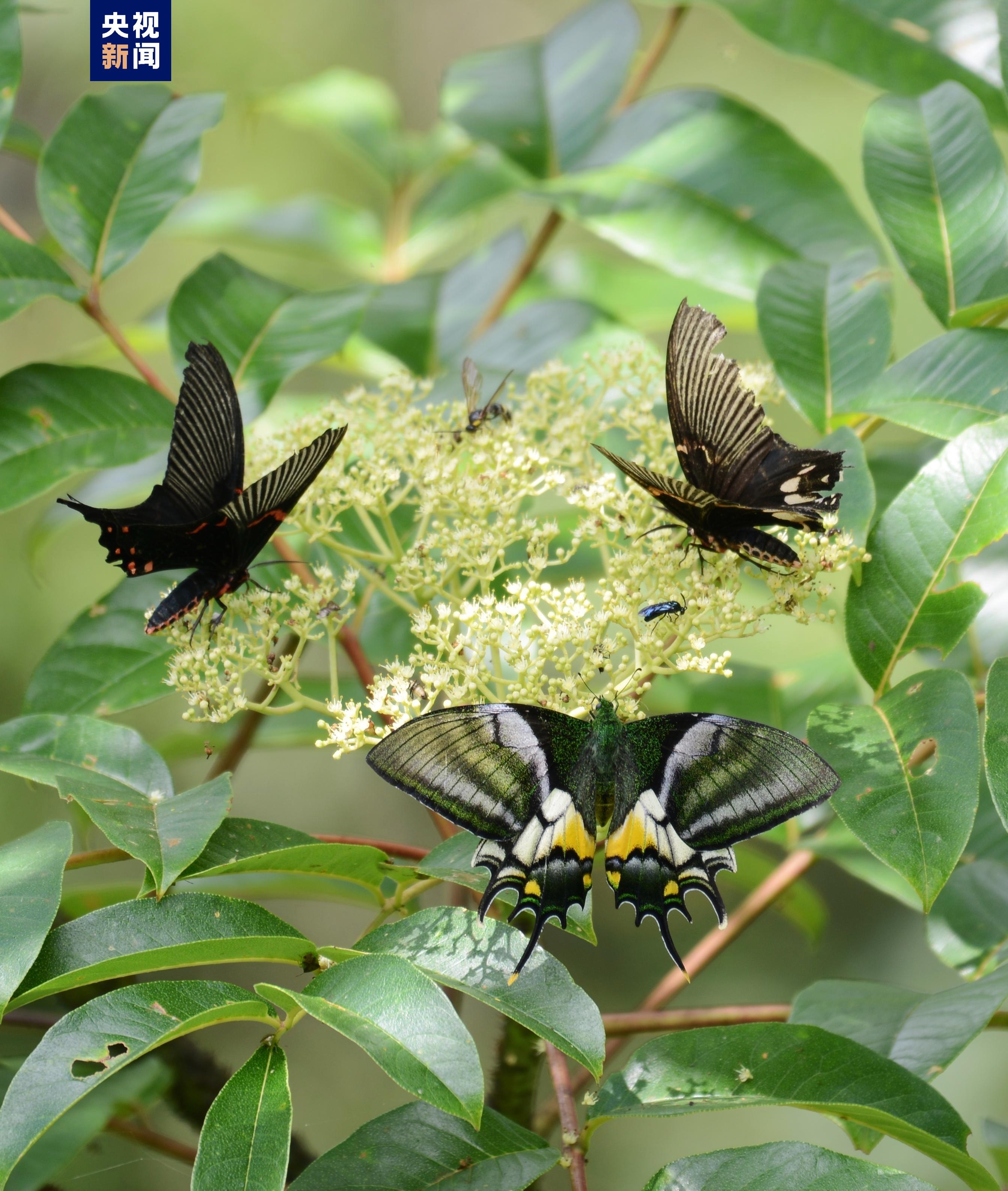 蝶中皇后金斑喙凤蝶现身福建戴云山国家级自然保护区